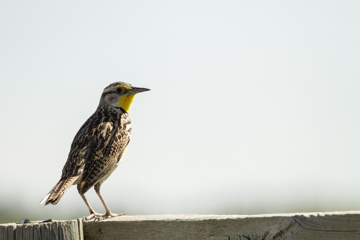 Western Meadowlark - Andres Leon-Reyes