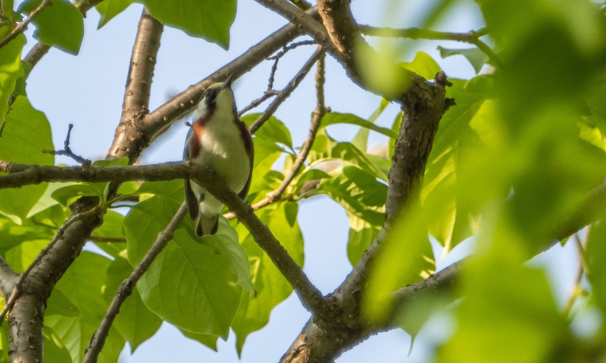 Chestnut-sided Warbler - Matt M.