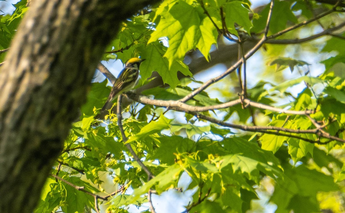 Chestnut-sided Warbler - Matt M.