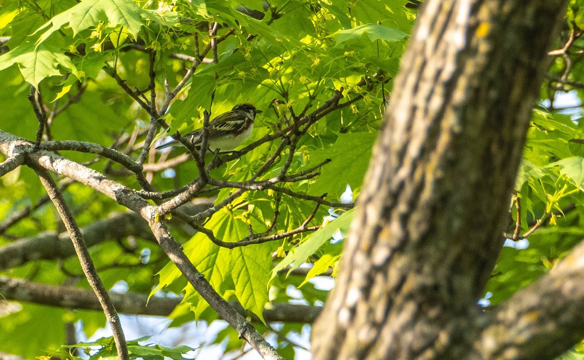 Chestnut-sided Warbler - Matt M.