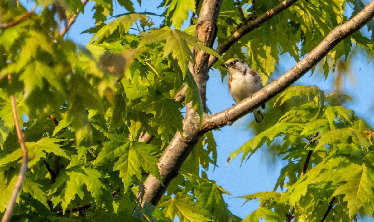 Chestnut-sided Warbler - Matt M.