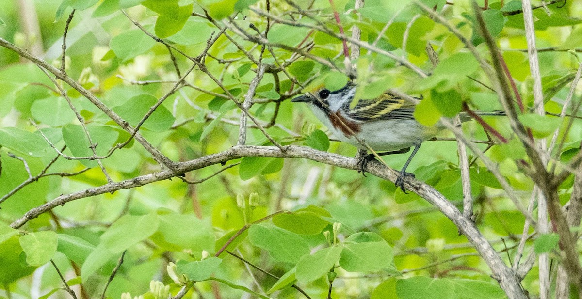 Chestnut-sided Warbler - Matt M.