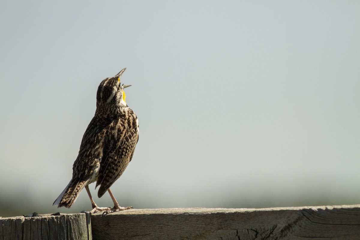 Western Meadowlark - Andres Leon-Reyes