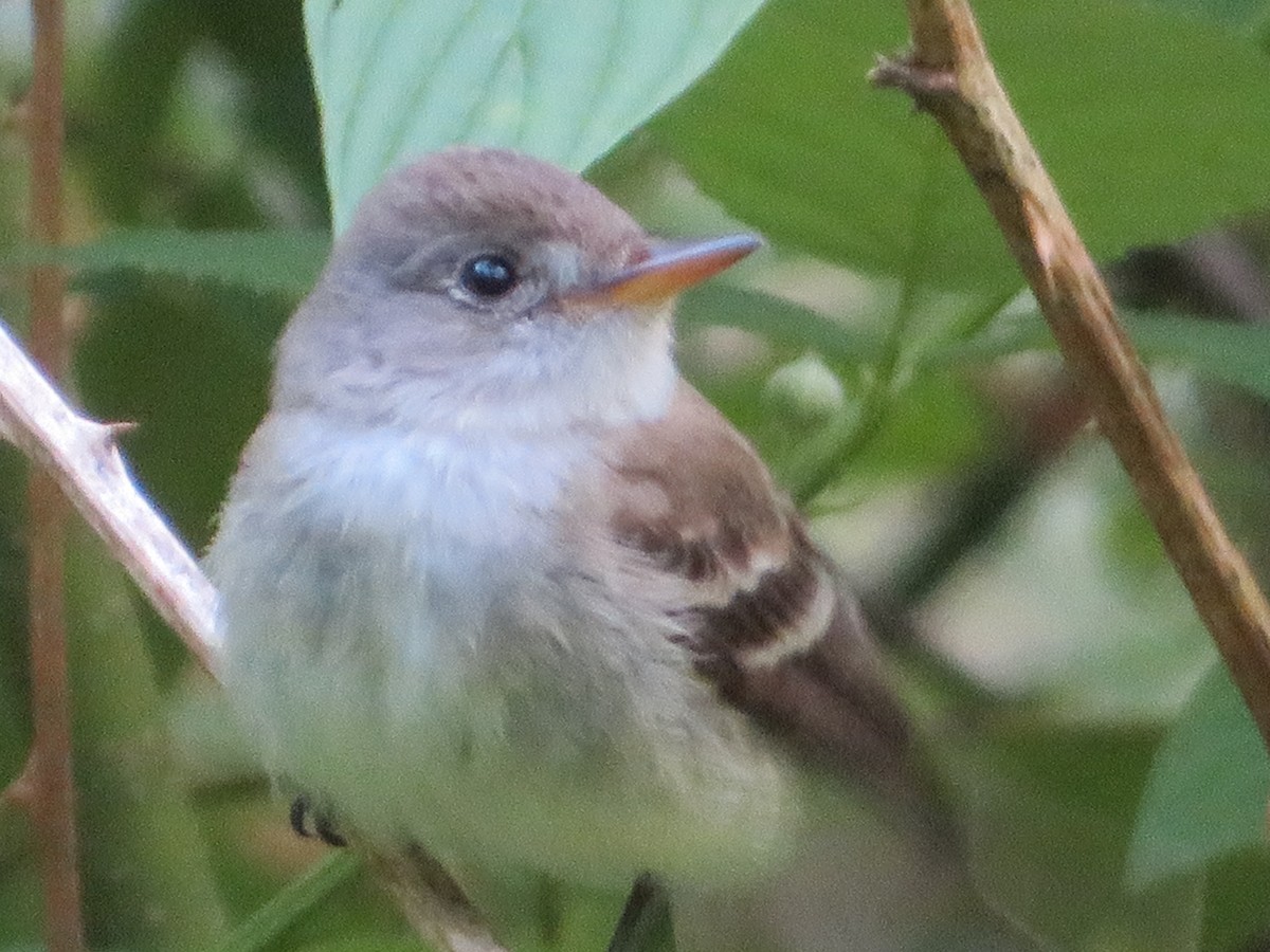 Willow Flycatcher - Jeremie Caldwell