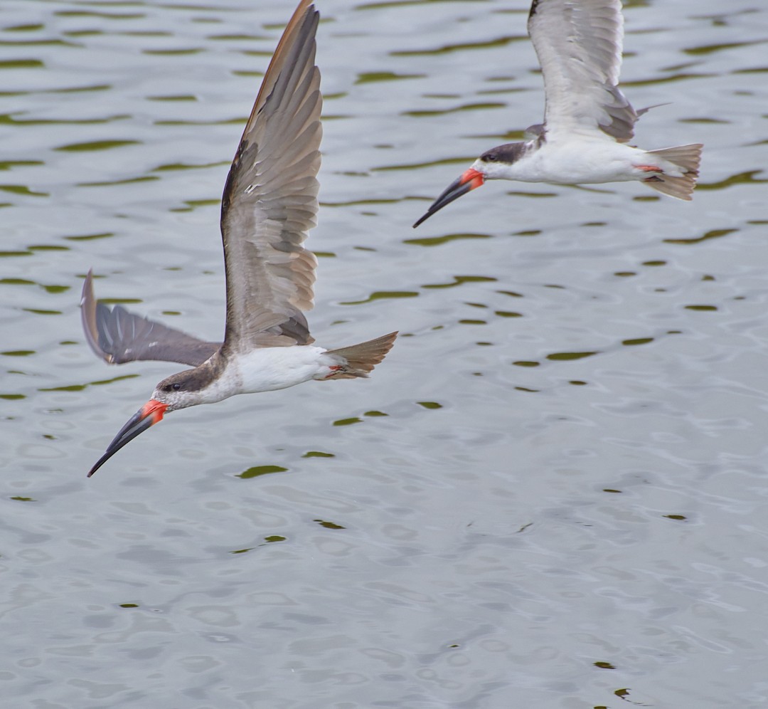 Black Skimmer - Angélica  Abarca