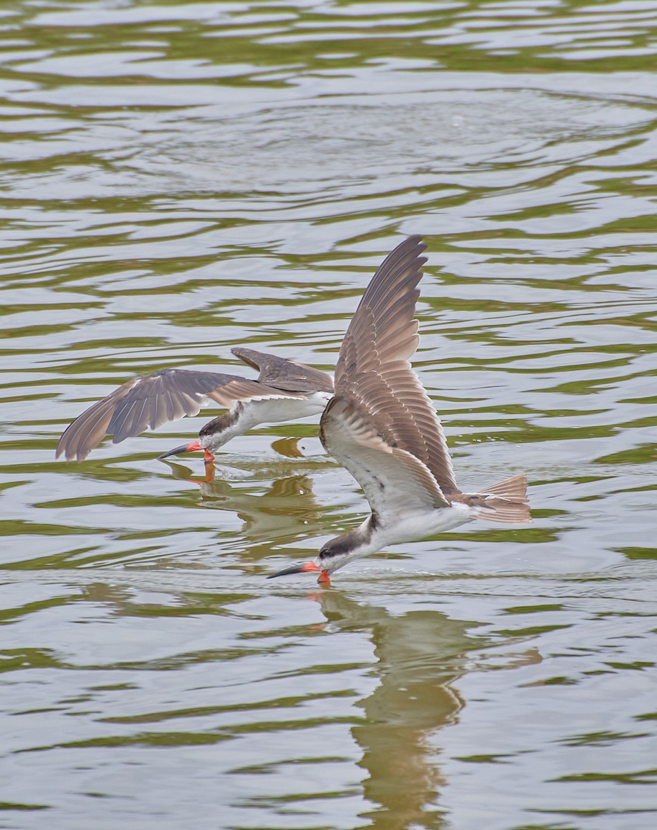 Black Skimmer - Angélica  Abarca