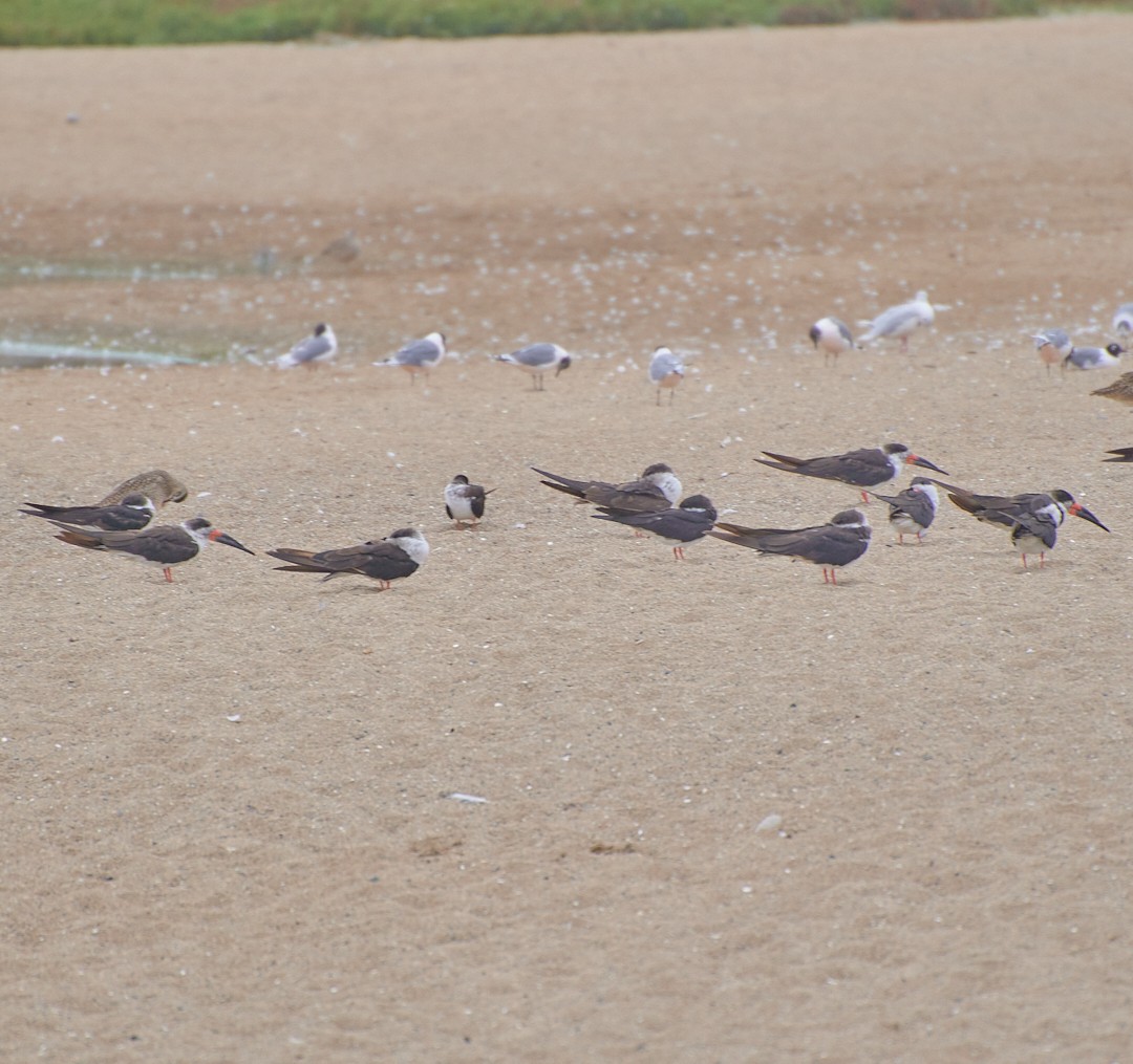 Black Skimmer - Angélica  Abarca