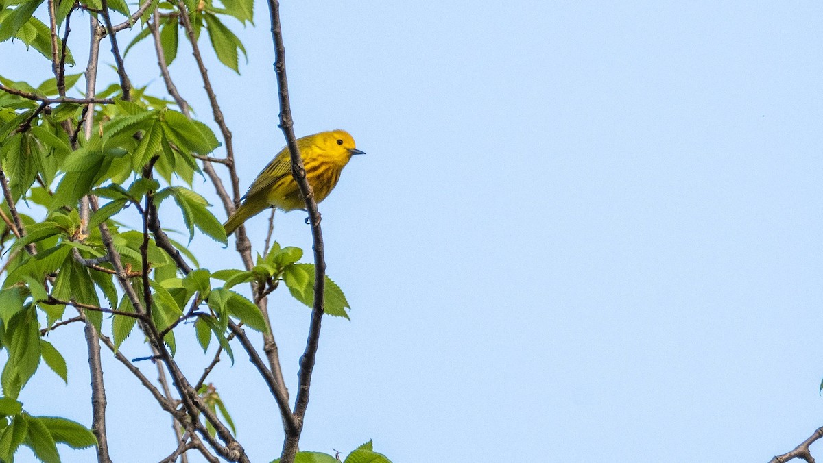 Yellow Warbler - Matt M.