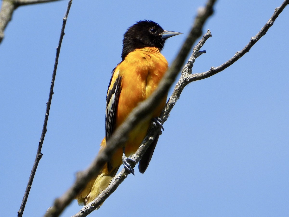 Baltimore Oriole - Cera Betke