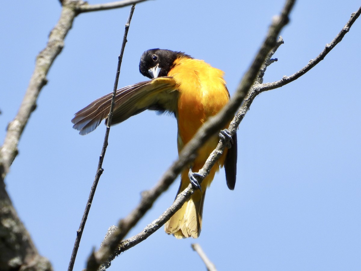 Baltimore Oriole - Cera Betke