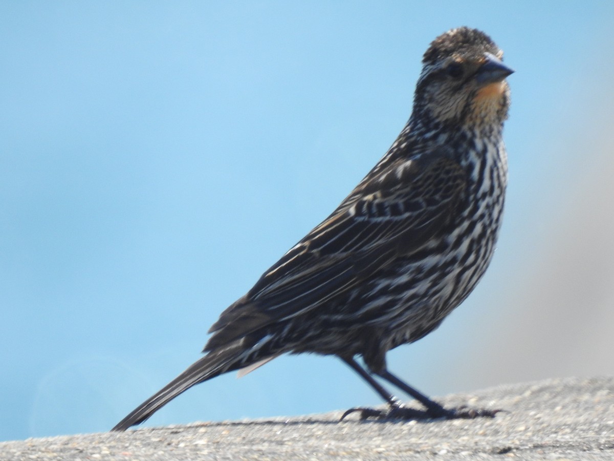 Red-winged Blackbird - Janet Pellegrini