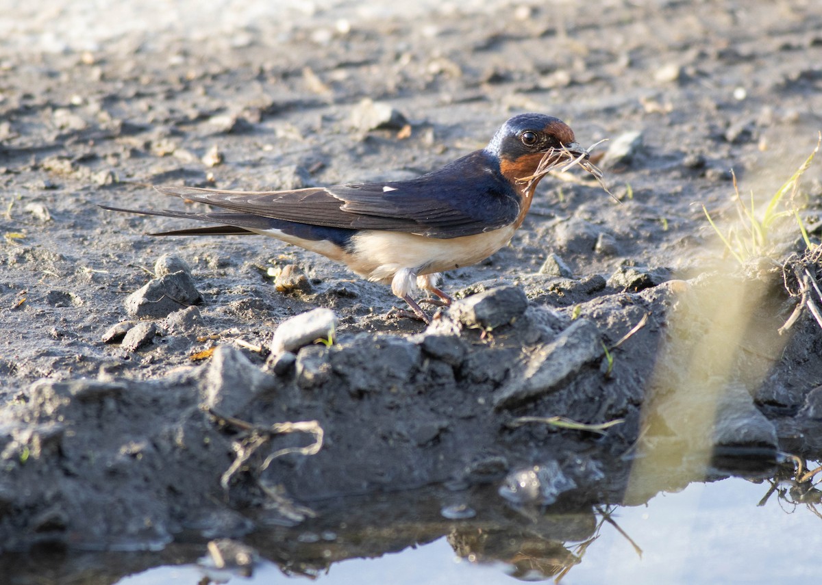 Barn Swallow - John Garrison