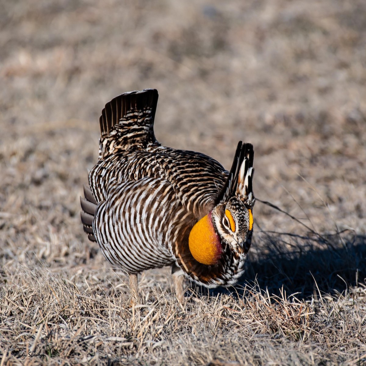 Greater Prairie-Chicken - Andy & Mikayla Scanlon