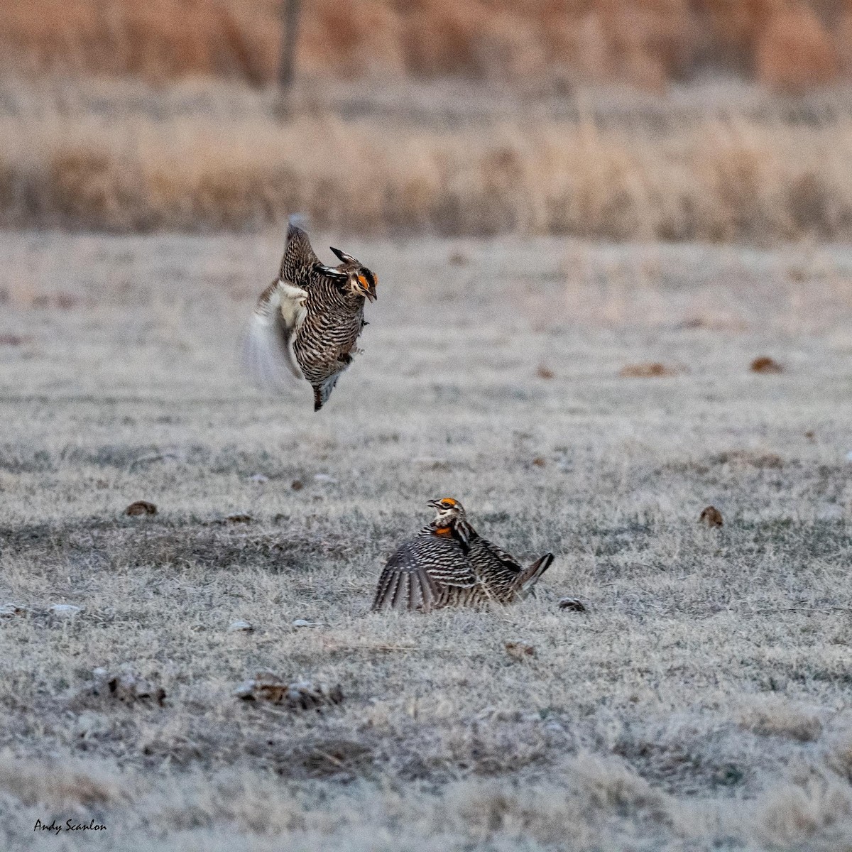 Greater Prairie-Chicken - ML619509048