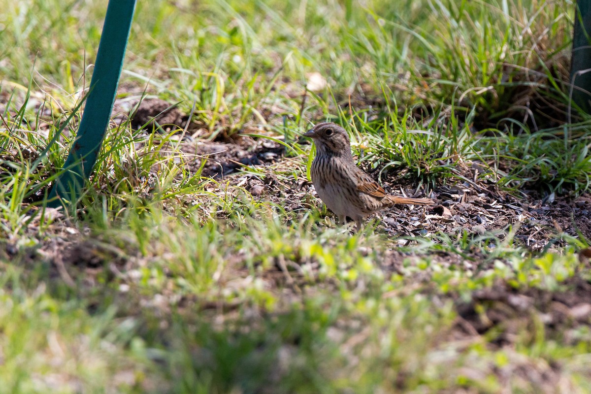 Lincoln's Sparrow - William Clark