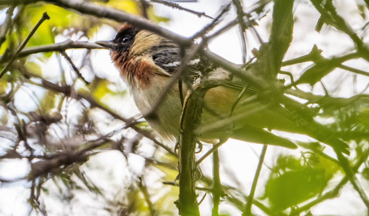 Bay-breasted Warbler - Matt M.