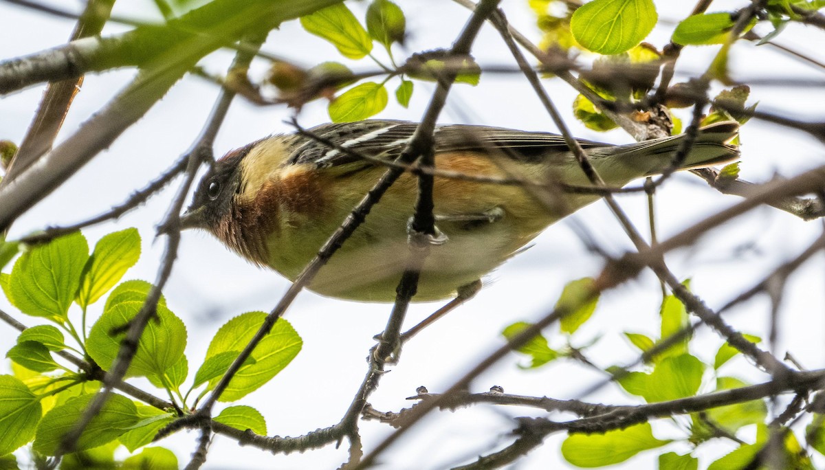 Bay-breasted Warbler - Matt M.