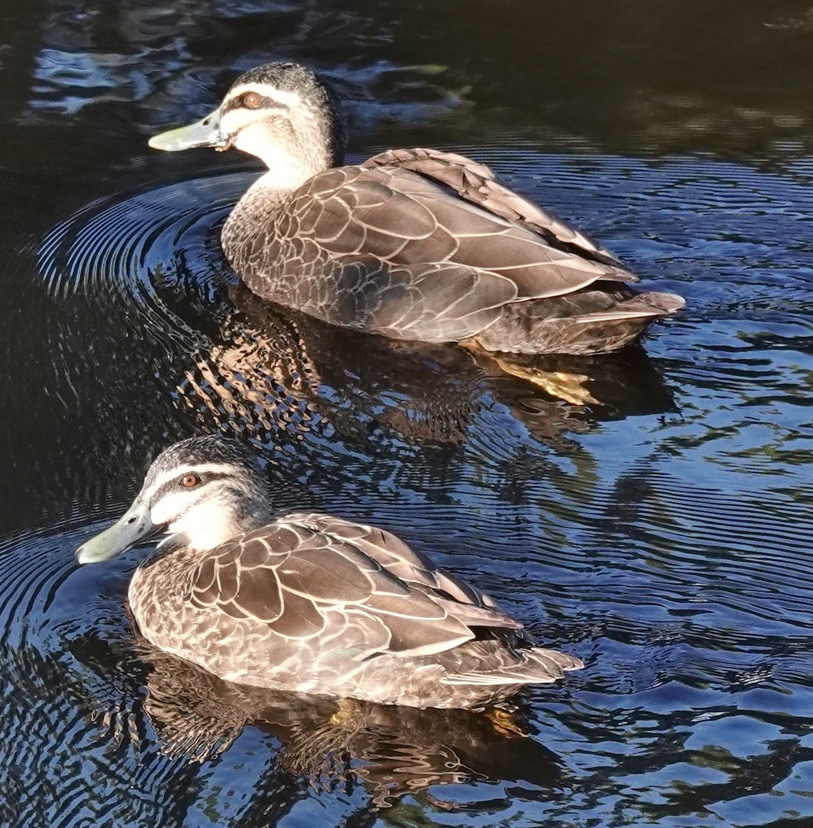 Pacific Black Duck - Alan Coates