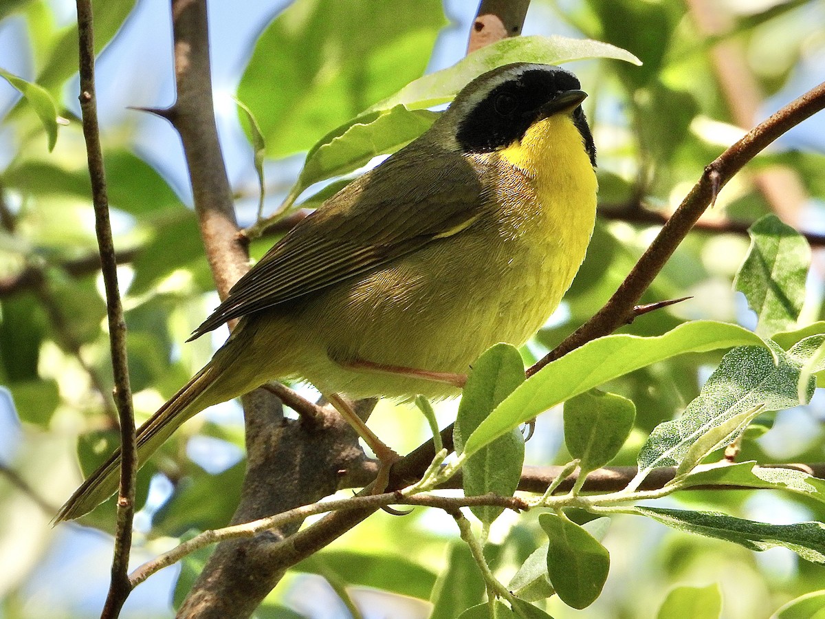 Common Yellowthroat - Cera Betke