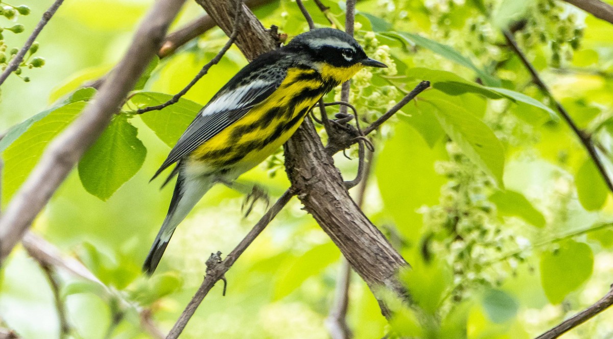 Magnolia Warbler - Matt M.