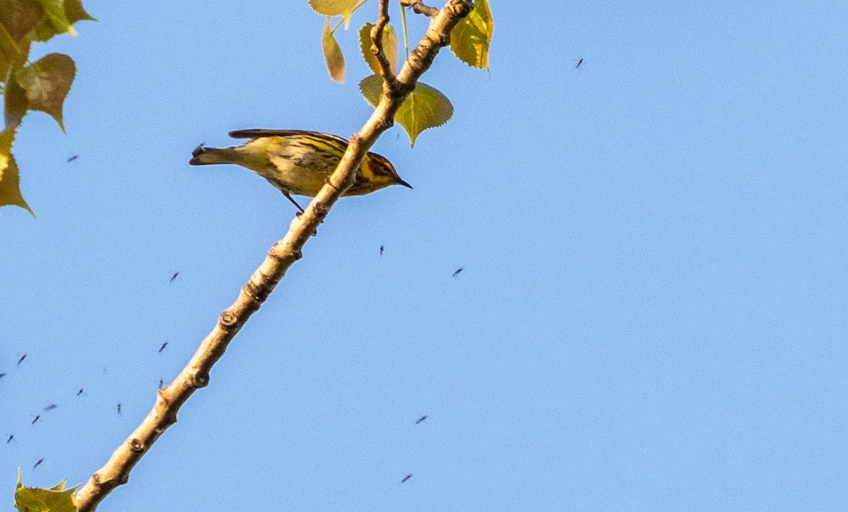 Cape May Warbler - Matt M.