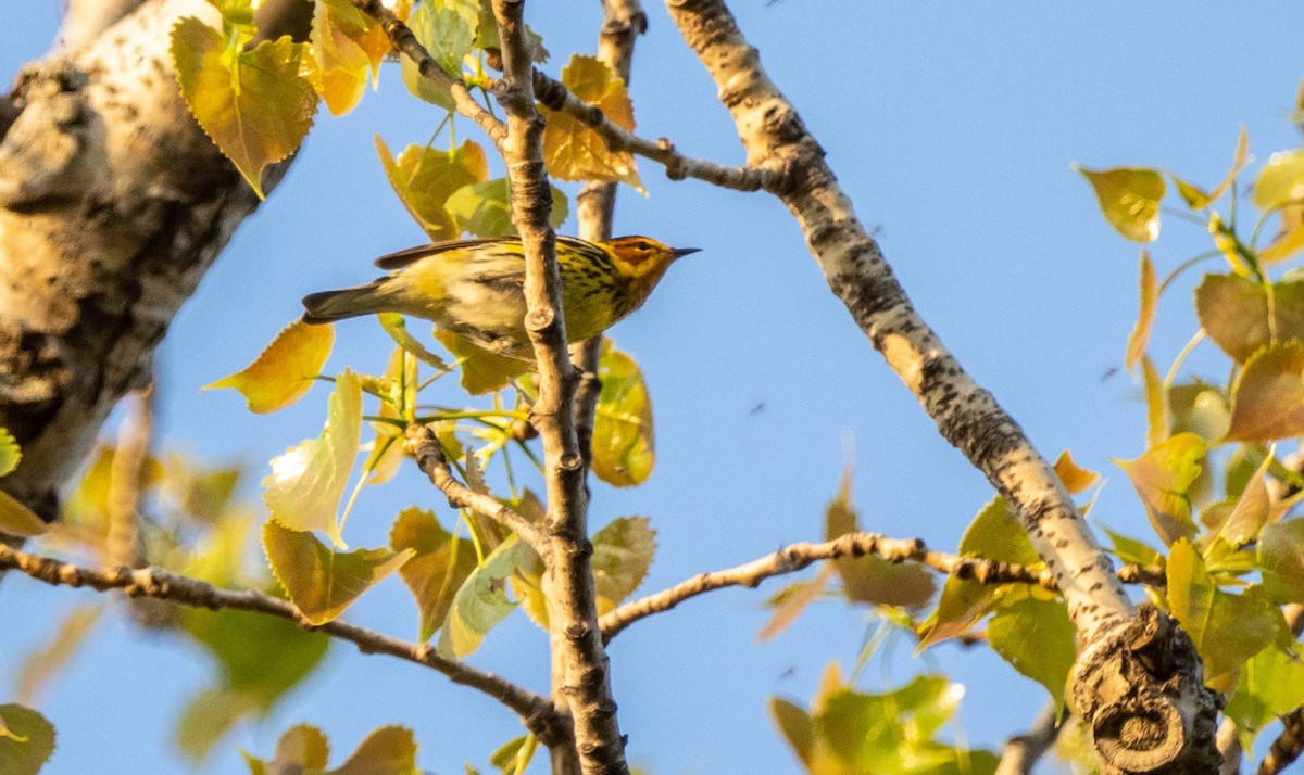 Cape May Warbler - Matt M.