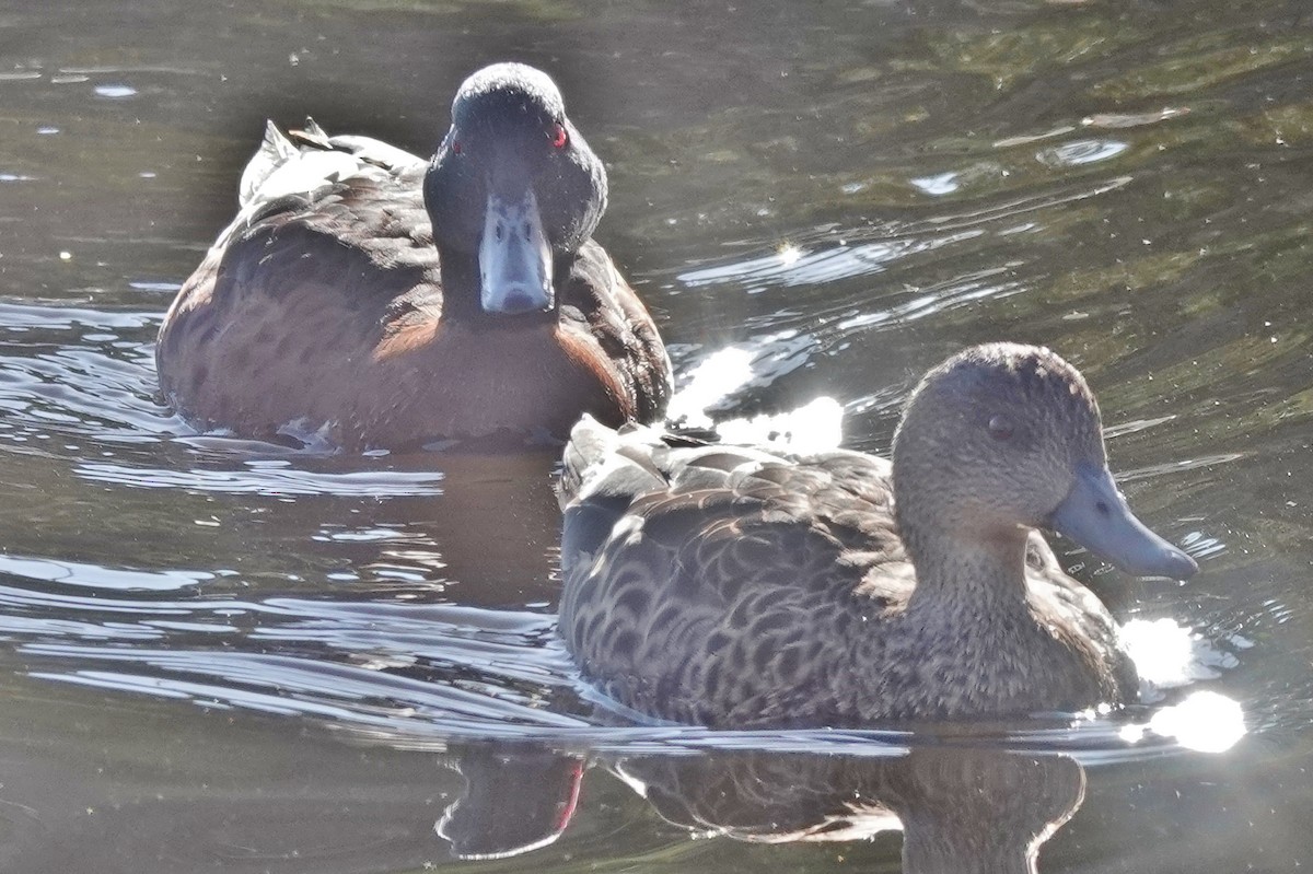 Chestnut Teal - Alan Coates