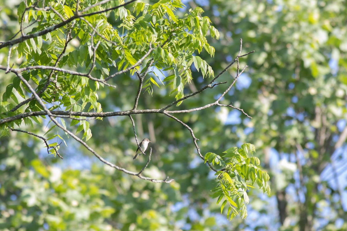 Willow Flycatcher - John Garrison