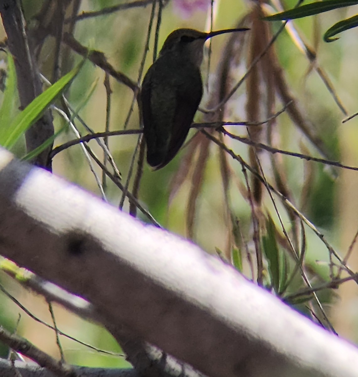 Costa's Hummingbird - Anonymous