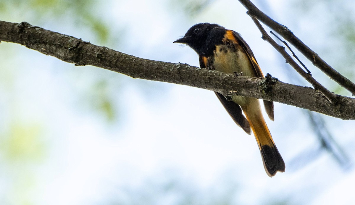 American Redstart - Matt M.