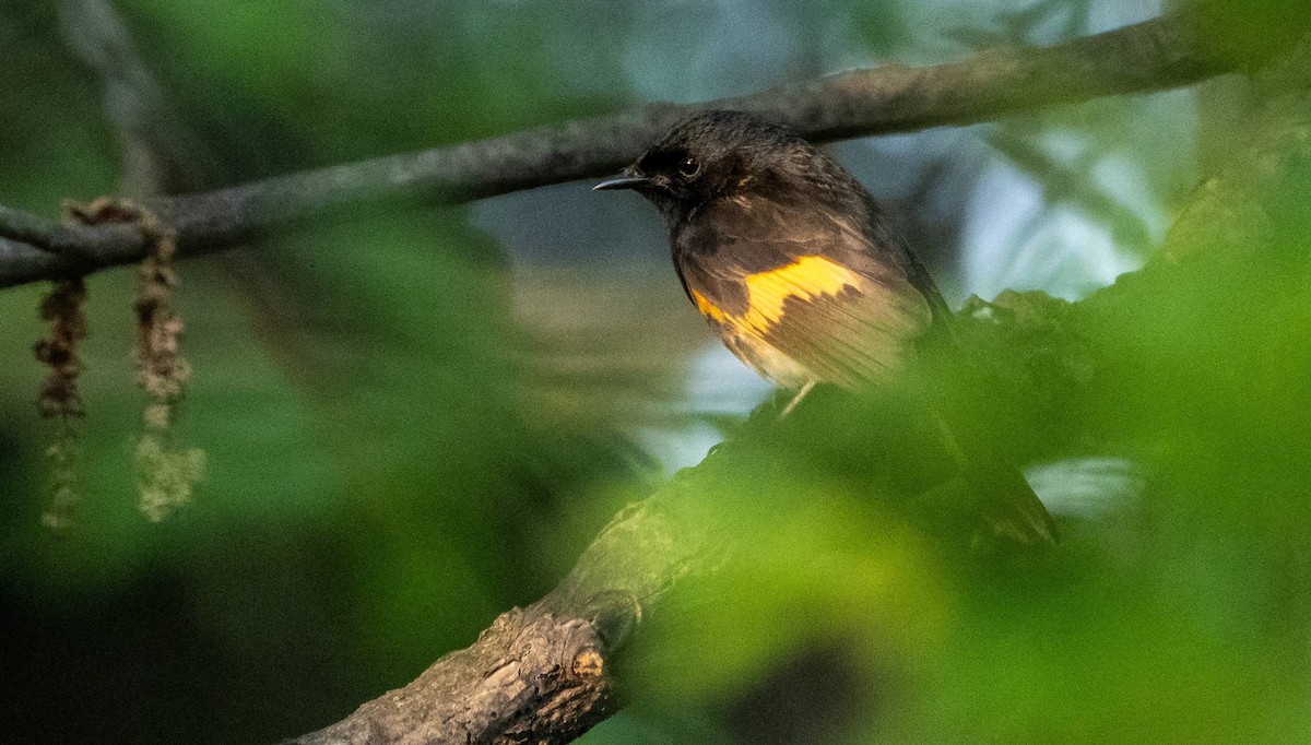 American Redstart - Matt M.