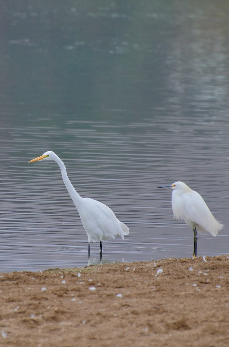 Great Egret - Angélica  Abarca