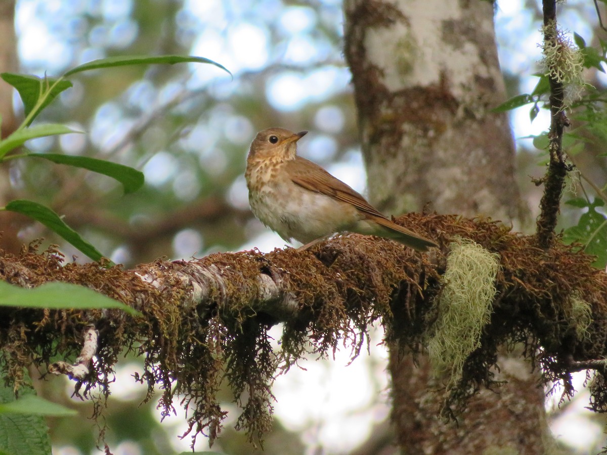 Swainson's Thrush - Jeremie Caldwell