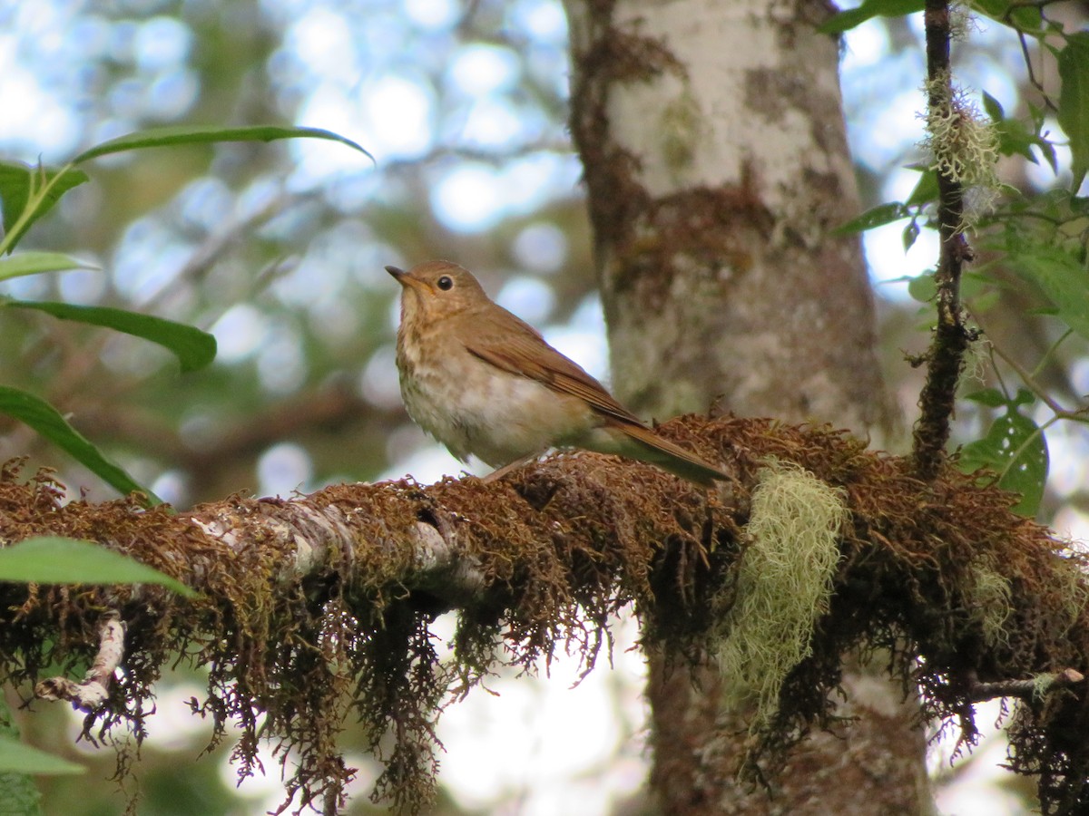 Swainson's Thrush - ML619509076