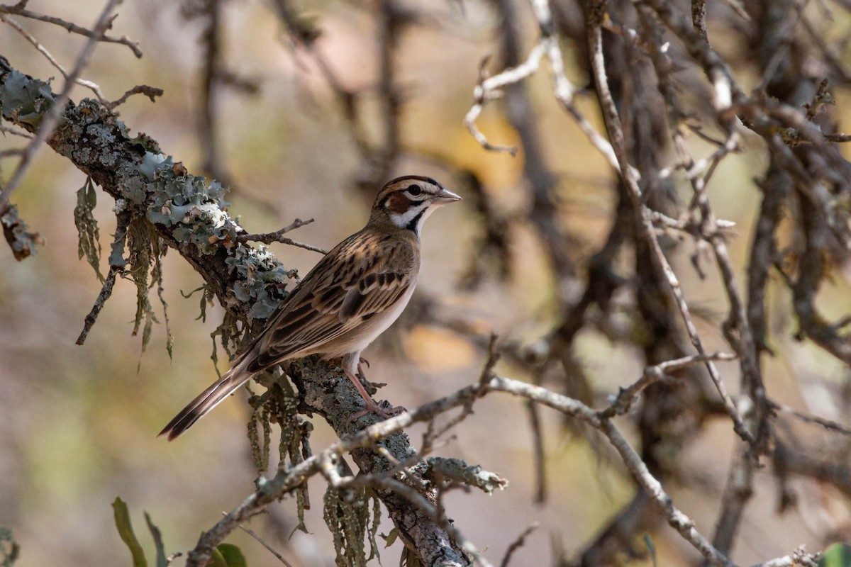 Lark Sparrow - William Clark