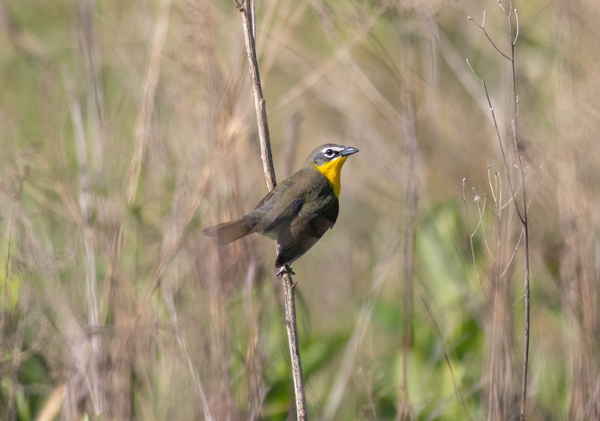 Yellow-breasted Chat - John Garrison