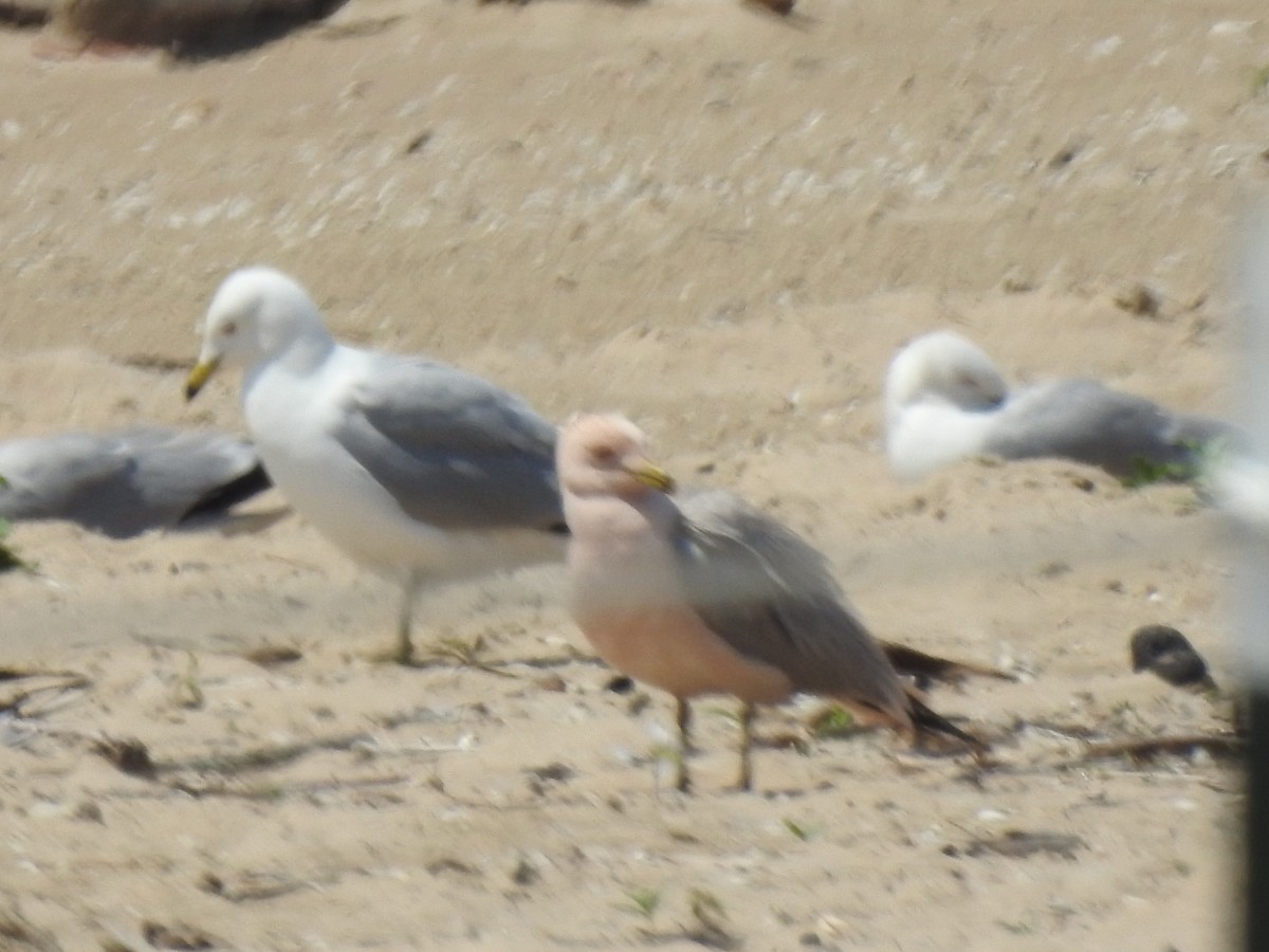 Ring-billed Gull - Janet Pellegrini