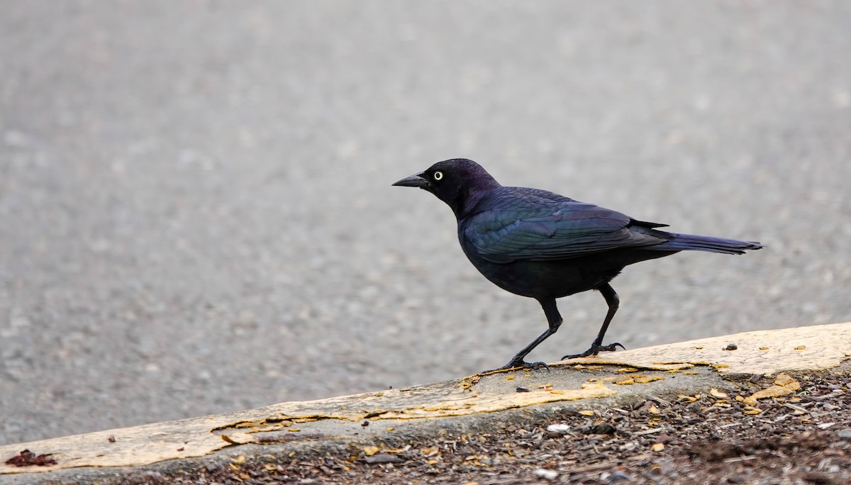 Brewer's Blackbird - Pam Vercellone-Smith