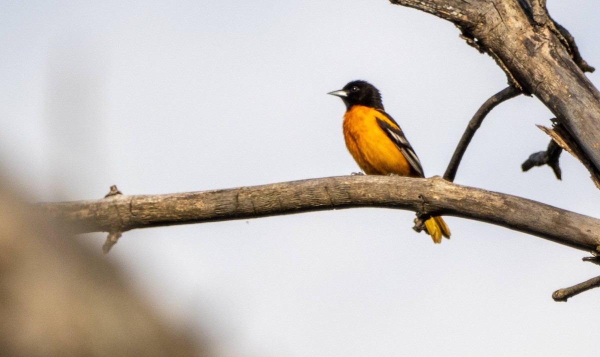 Baltimore Oriole - ML619509095