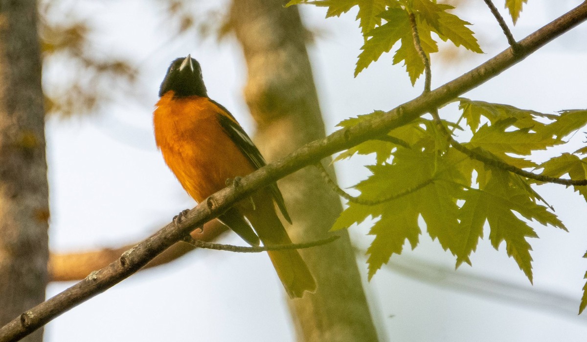 Baltimore Oriole - ML619509096