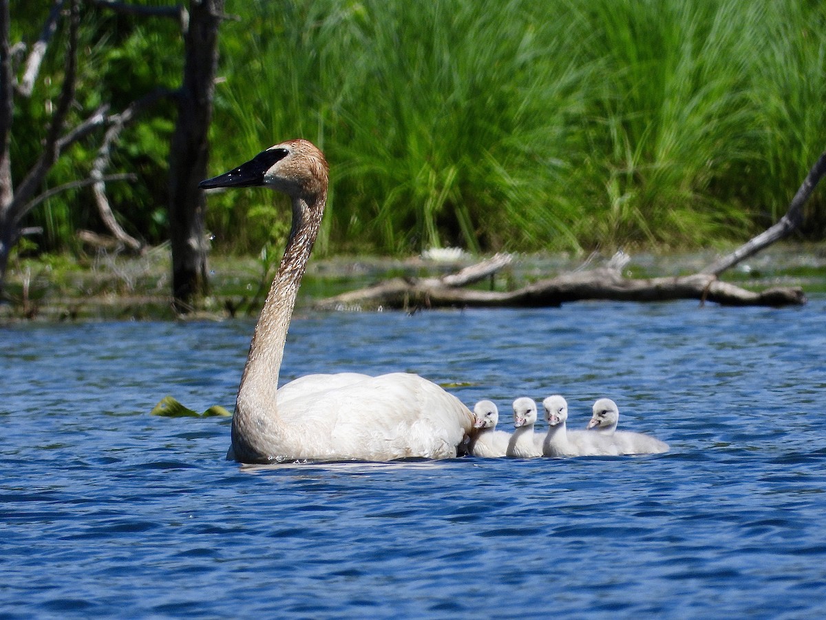 Trumpeter Swan - Cera Betke