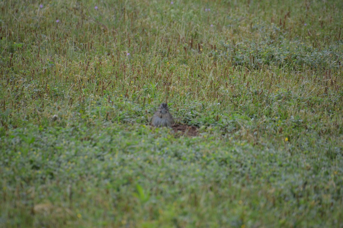 Lincoln's Sparrow - ML619509106