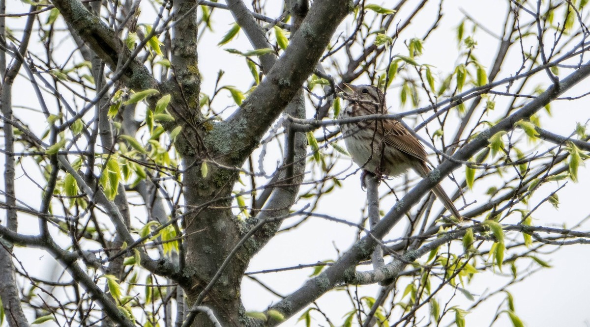 Song Sparrow - Matt M.