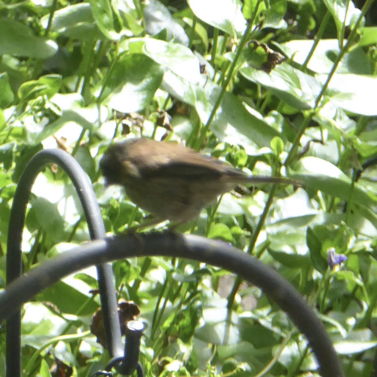 Dark-eyed Junco (Oregon) - Anonymous