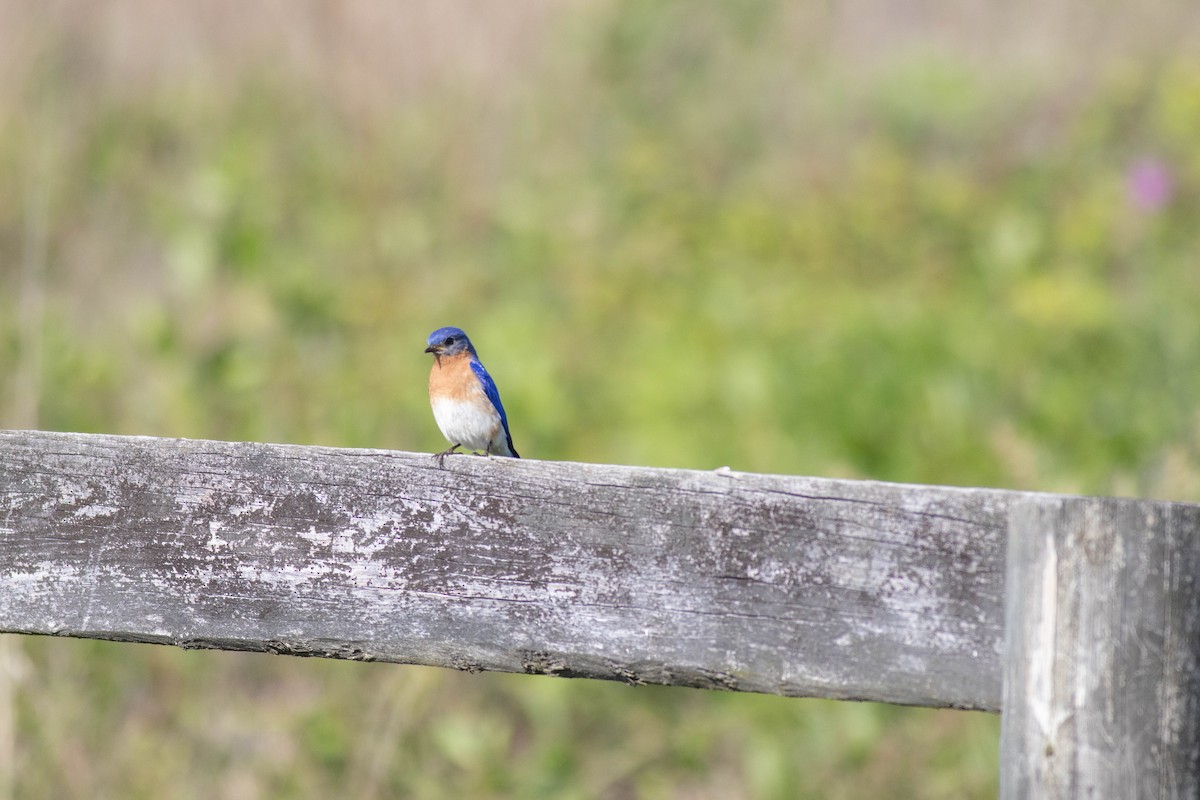 Eastern Bluebird - John Garrison