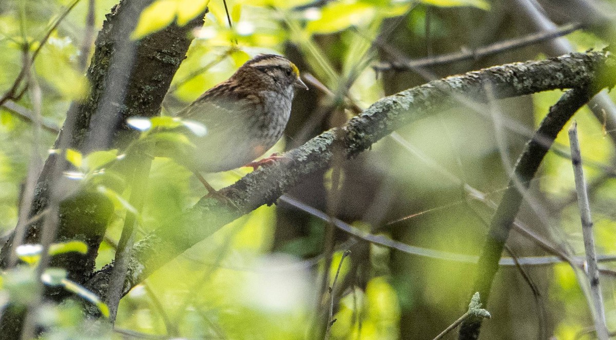 White-throated Sparrow - Matt M.