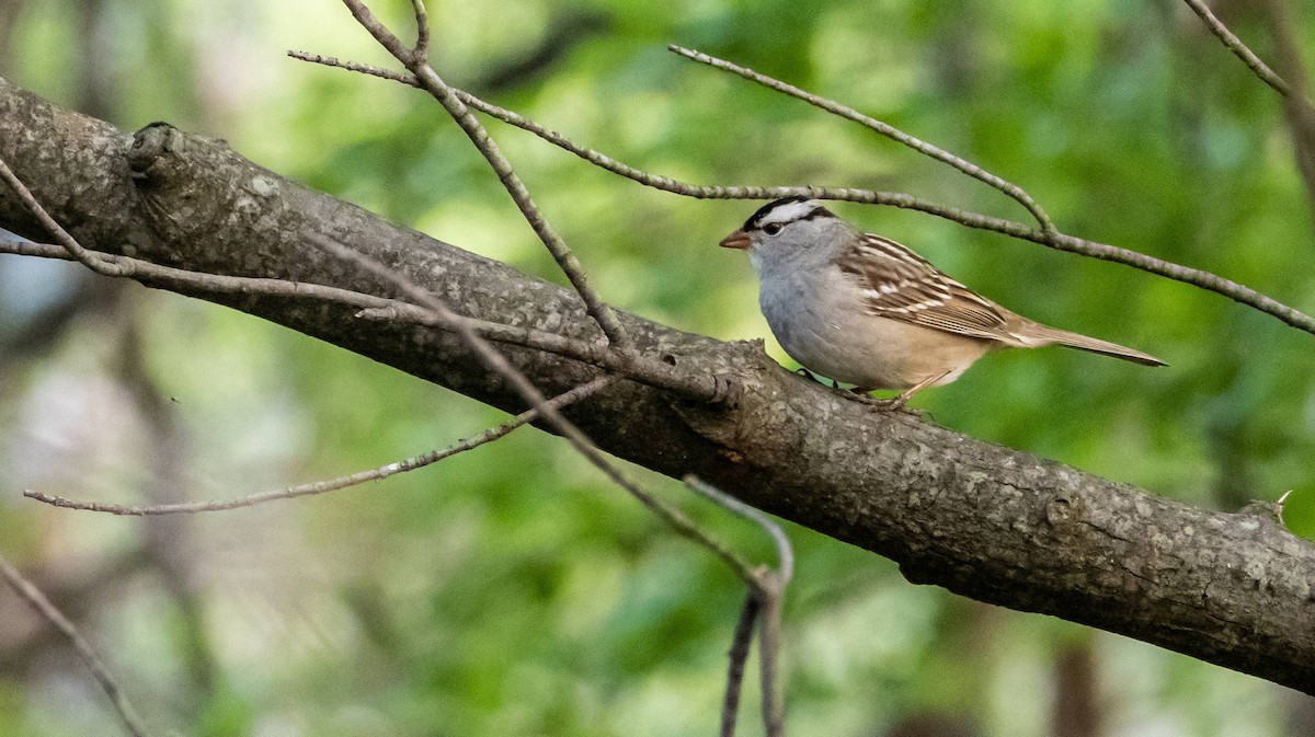 White-crowned Sparrow - Matt M.