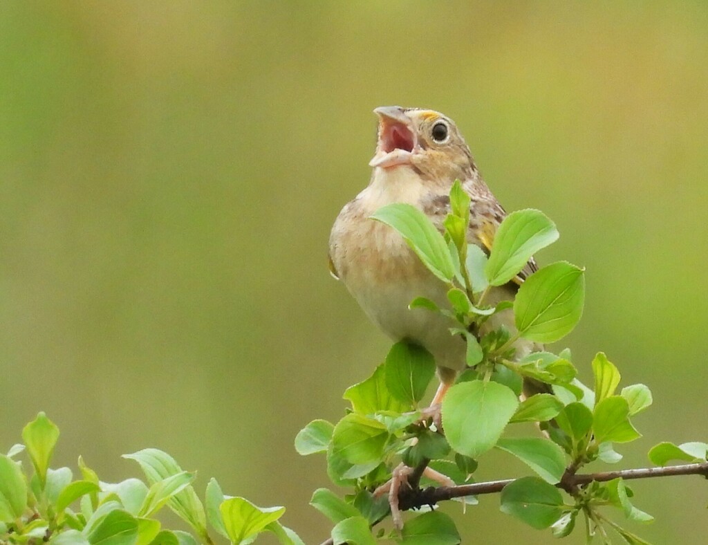 Grasshopper Sparrow - Joanne Muis Redwood