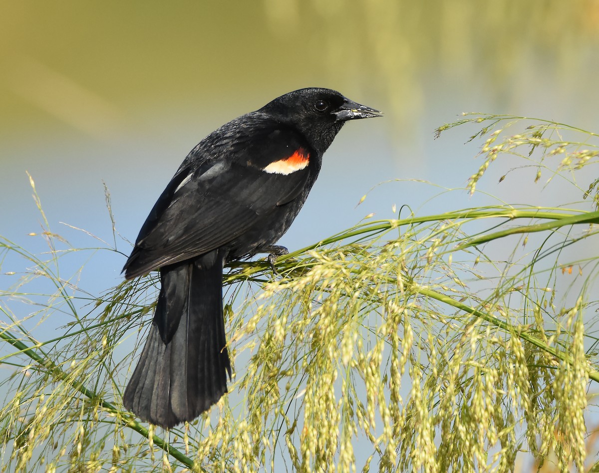 Red-winged Blackbird - ML619509118