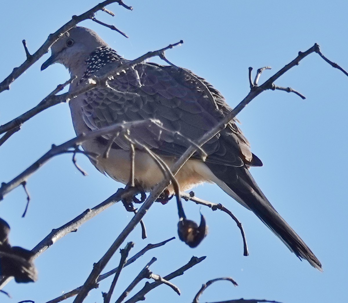 Spotted Dove - Alan Coates